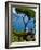 Rufolo View, Ravello, Amalfi Coast, UNESCO World Heritage Site, Campania, Italy, Europe-Charles Bowman-Framed Photographic Print