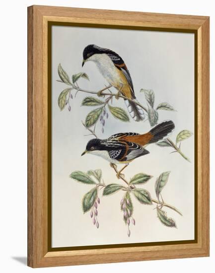Rufous-Backed Sibia (Heterophasia Annectans)-John Gould-Framed Premier Image Canvas