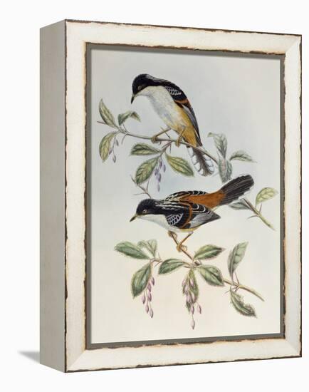 Rufous-Backed Sibia (Heterophasia Annectans)-John Gould-Framed Premier Image Canvas