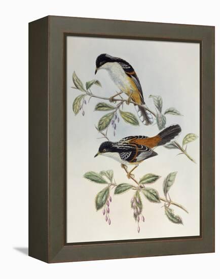 Rufous-Backed Sibia (Heterophasia Annectans)-John Gould-Framed Premier Image Canvas