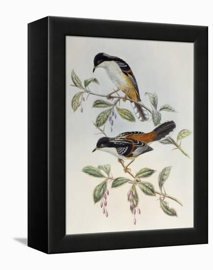 Rufous-Backed Sibia (Heterophasia Annectans)-John Gould-Framed Premier Image Canvas