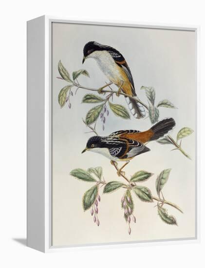 Rufous-Backed Sibia (Heterophasia Annectans)-John Gould-Framed Premier Image Canvas