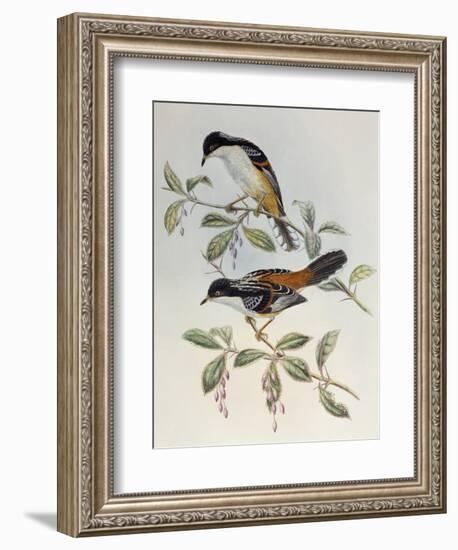 Rufous-Backed Sibia (Heterophasia Annectans)-John Gould-Framed Giclee Print