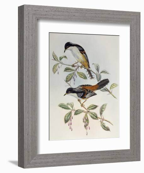 Rufous-Backed Sibia (Heterophasia Annectans)-John Gould-Framed Giclee Print