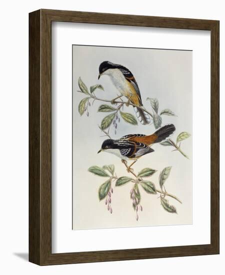 Rufous-Backed Sibia (Heterophasia Annectans)-John Gould-Framed Giclee Print