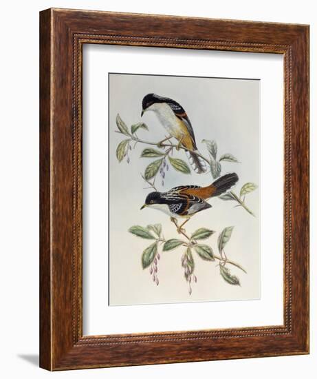 Rufous-Backed Sibia (Heterophasia Annectans)-John Gould-Framed Giclee Print