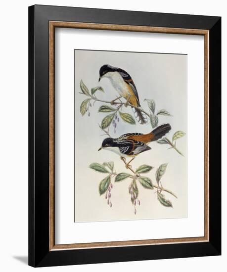 Rufous-Backed Sibia (Heterophasia Annectans)-John Gould-Framed Giclee Print