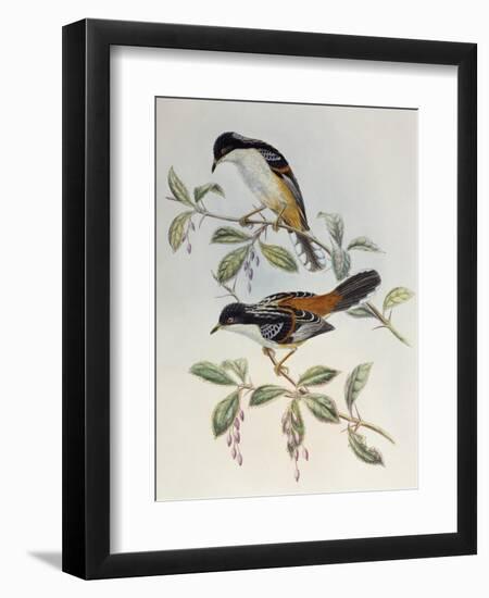 Rufous-Backed Sibia (Heterophasia Annectans)-John Gould-Framed Giclee Print