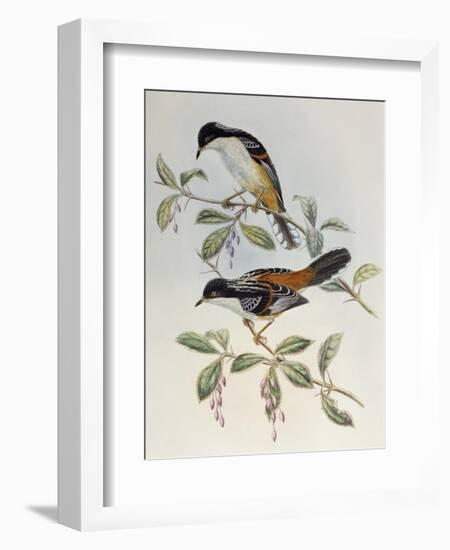 Rufous-Backed Sibia (Heterophasia Annectans)-John Gould-Framed Giclee Print