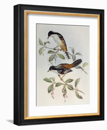 Rufous-Backed Sibia (Heterophasia Annectans)-John Gould-Framed Giclee Print