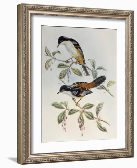 Rufous-Backed Sibia (Heterophasia Annectans)-John Gould-Framed Giclee Print