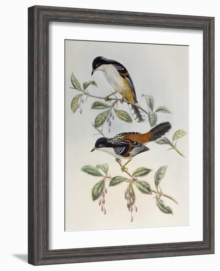 Rufous-Backed Sibia (Heterophasia Annectans)-John Gould-Framed Giclee Print