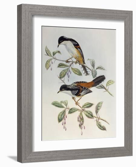 Rufous-Backed Sibia (Heterophasia Annectans)-John Gould-Framed Giclee Print