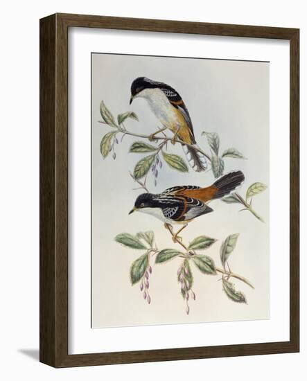 Rufous-Backed Sibia (Heterophasia Annectans)-John Gould-Framed Giclee Print