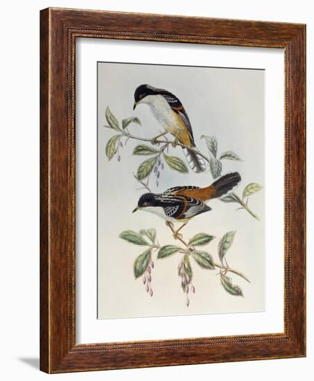 Rufous-Backed Sibia (Heterophasia Annectans)-John Gould-Framed Giclee Print