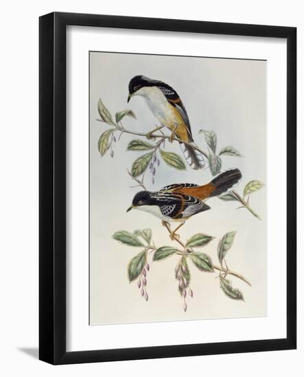 Rufous-Backed Sibia (Heterophasia Annectans)-John Gould-Framed Giclee Print