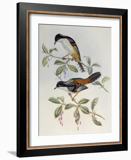 Rufous-Backed Sibia (Heterophasia Annectans)-John Gould-Framed Giclee Print