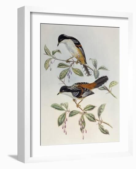 Rufous-Backed Sibia (Heterophasia Annectans)-John Gould-Framed Giclee Print