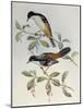 Rufous-Backed Sibia (Heterophasia Annectans)-John Gould-Mounted Giclee Print