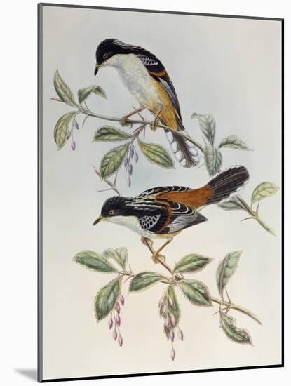 Rufous-Backed Sibia (Heterophasia Annectans)-John Gould-Mounted Giclee Print