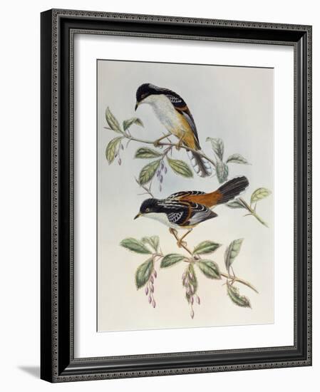 Rufous-Backed Sibia (Heterophasia Annectans)-John Gould-Framed Giclee Print