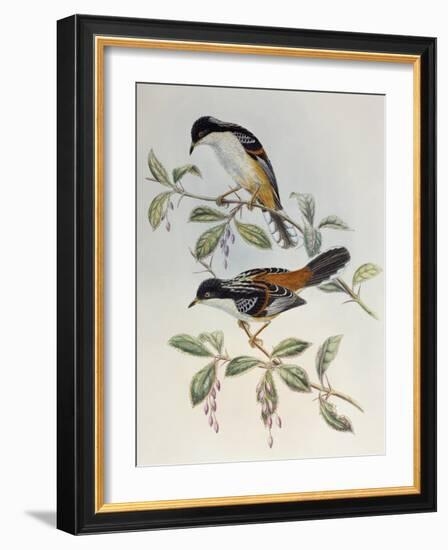 Rufous-Backed Sibia (Heterophasia Annectans)-John Gould-Framed Giclee Print