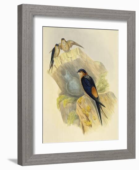 Rufous-Bellied Swallow (Hirundo Daurica) (1804-1881), United Kingdom, 19th Century-John Gould-Framed Giclee Print