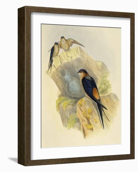 Rufous-Bellied Swallow (Hirundo Daurica) (1804-1881), United Kingdom, 19th Century-John Gould-Framed Giclee Print
