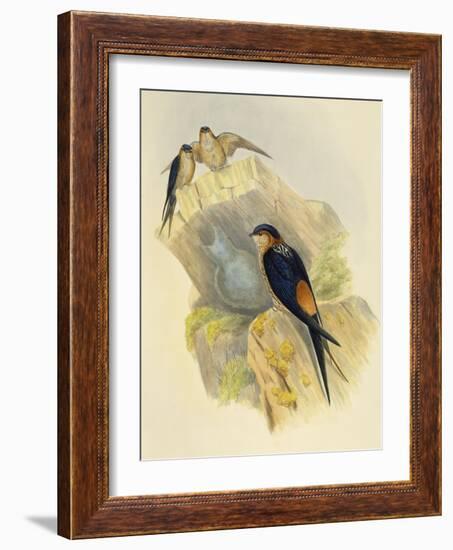 Rufous-Bellied Swallow (Hirundo Daurica) (1804-1881), United Kingdom, 19th Century-John Gould-Framed Giclee Print