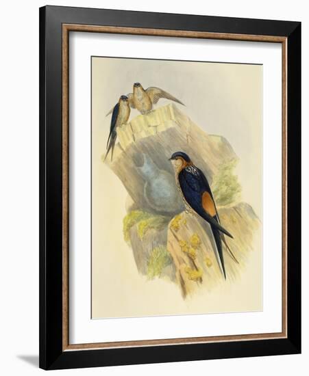 Rufous-Bellied Swallow (Hirundo Daurica) (1804-1881), United Kingdom, 19th Century-John Gould-Framed Giclee Print