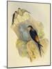 Rufous-Bellied Swallow (Hirundo Daurica) (1804-1881), United Kingdom, 19th Century-John Gould-Mounted Giclee Print