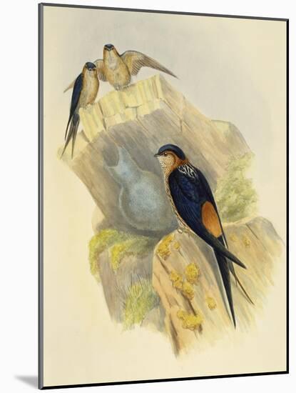 Rufous-Bellied Swallow (Hirundo Daurica) (1804-1881), United Kingdom, 19th Century-John Gould-Mounted Giclee Print