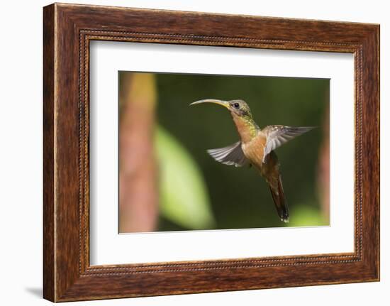 Rufous-Breasted Hermit-Ken Archer-Framed Photographic Print