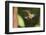 Rufous-Breasted Hermit-Ken Archer-Framed Photographic Print