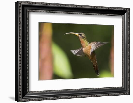 Rufous-Breasted Hermit-Ken Archer-Framed Photographic Print