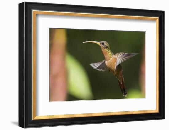 Rufous-Breasted Hermit-Ken Archer-Framed Photographic Print