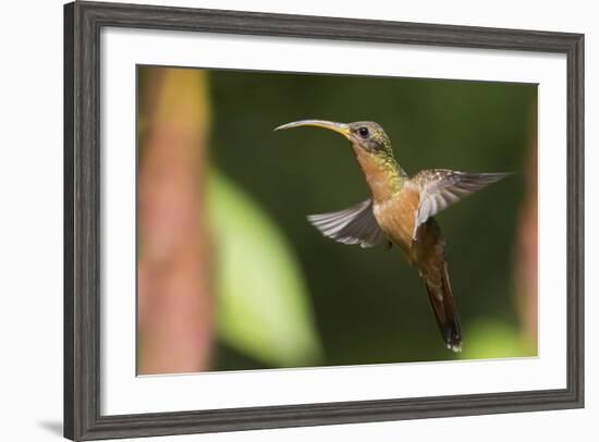 Rufous-Breasted Hermit-Ken Archer-Framed Photographic Print