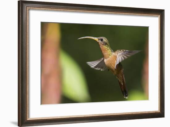 Rufous-Breasted Hermit-Ken Archer-Framed Photographic Print