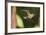 Rufous-Breasted Hermit-Ken Archer-Framed Photographic Print