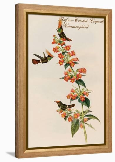 Rufous-Crested Coquette Hummingbird-John Gould-Framed Stretched Canvas