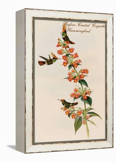 Rufous-Crested Coquette Hummingbird-John Gould-Framed Stretched Canvas