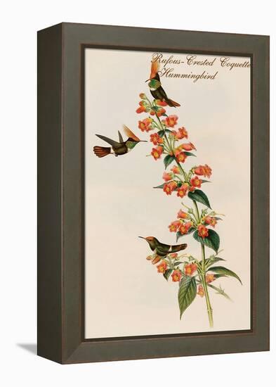 Rufous-Crested Coquette Hummingbird-John Gould-Framed Stretched Canvas