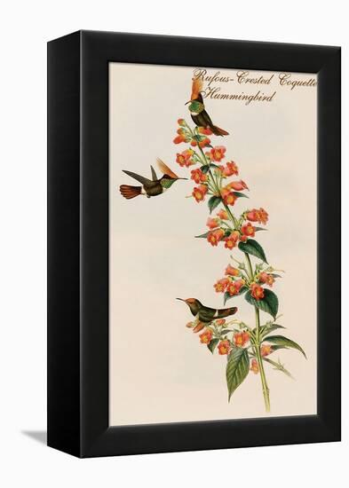 Rufous-Crested Coquette Hummingbird-John Gould-Framed Stretched Canvas