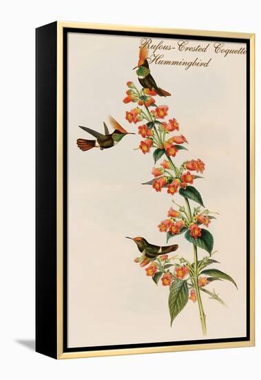 Rufous-Crested Coquette Hummingbird-John Gould-Framed Stretched Canvas