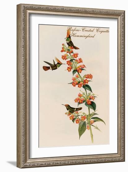 Rufous-Crested Coquette Hummingbird-John Gould-Framed Art Print