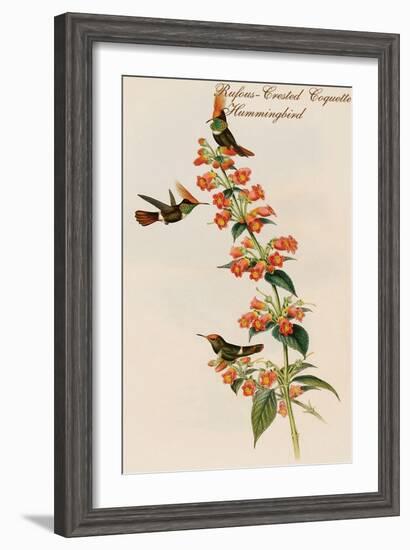 Rufous-Crested Coquette Hummingbird-John Gould-Framed Art Print