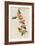 Rufous-Crested Coquette Hummingbird-John Gould-Framed Art Print