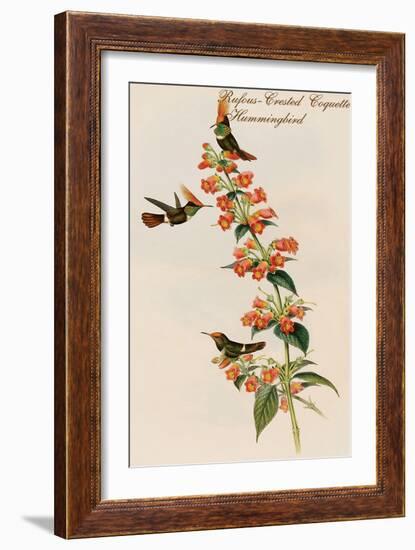 Rufous-Crested Coquette Hummingbird-John Gould-Framed Art Print