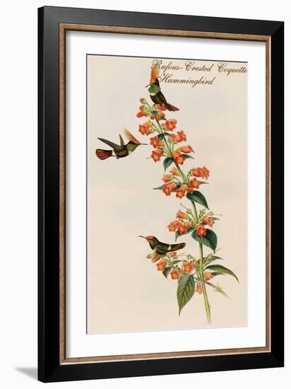 Rufous-Crested Coquette Hummingbird-John Gould-Framed Art Print