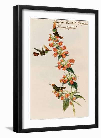 Rufous-Crested Coquette Hummingbird-John Gould-Framed Art Print